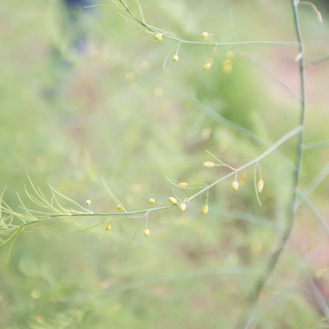 Asparagus