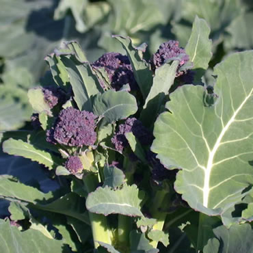 Purple Sprouting Broccoli
