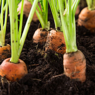 Carrots
