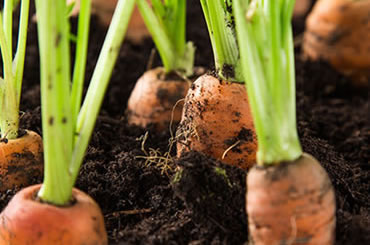 Carrots