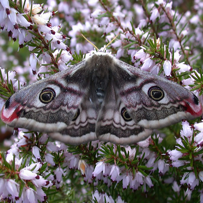 Emperor Moth