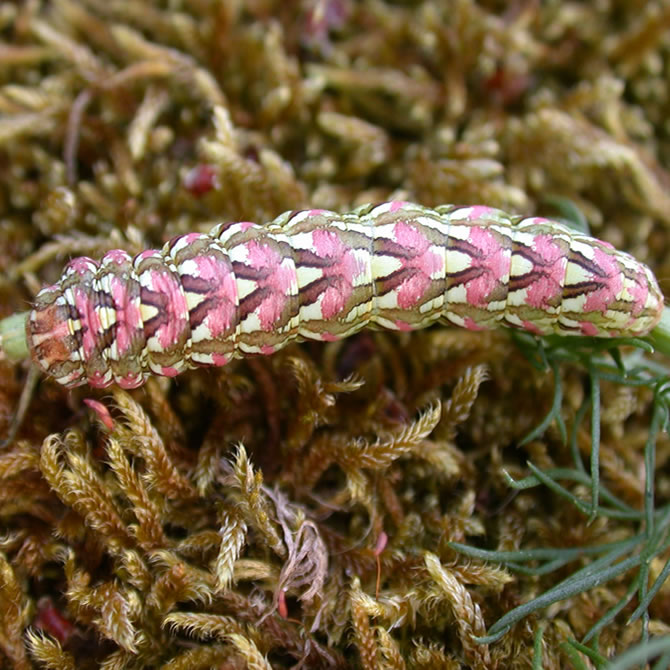Chamomile Shark Caterpillar