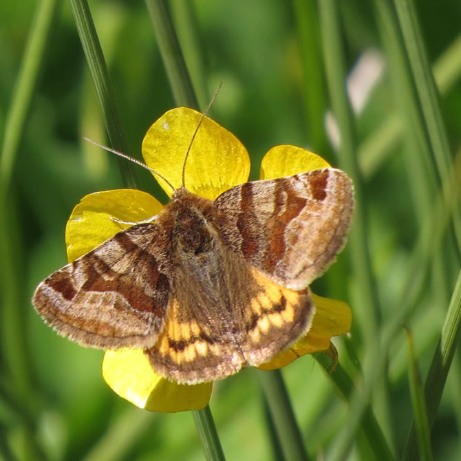 Burnet Companion
