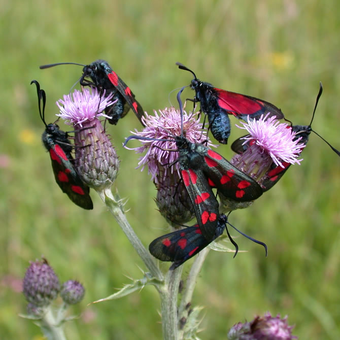 Burnets