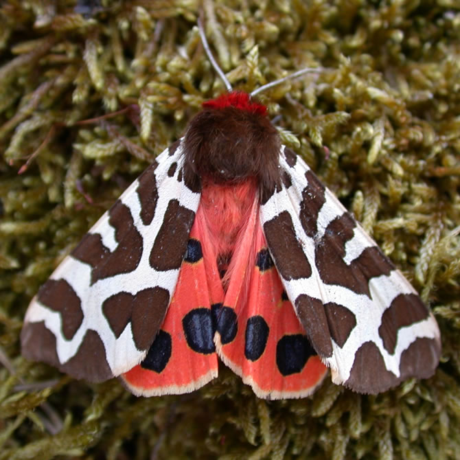 Garden Tiger Moth