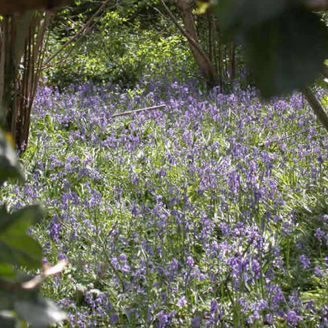 Bluebells