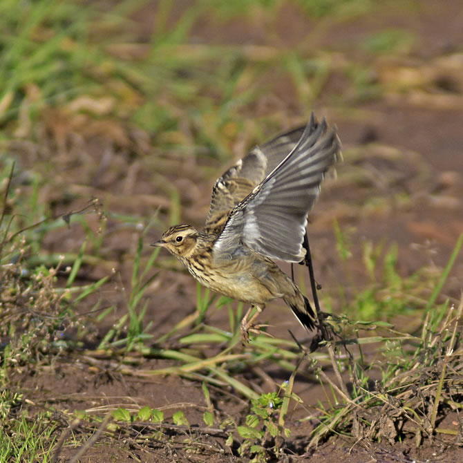 Wood Lark