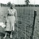Ethel  - Bamboo canes for Beans