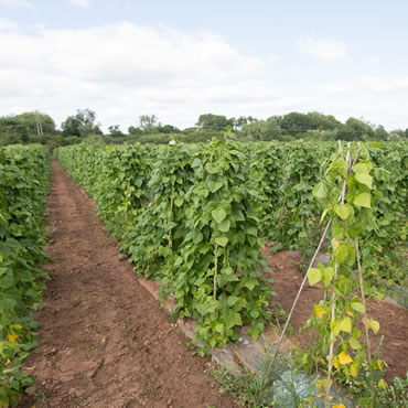 What We Grow