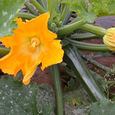 What We Grow