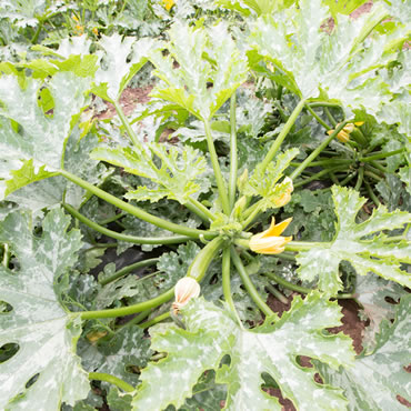 What We Grow