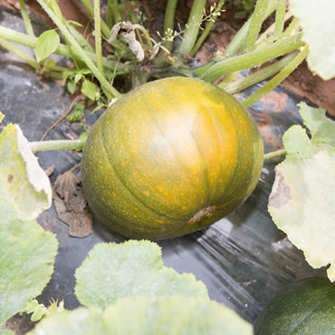 What We Grow