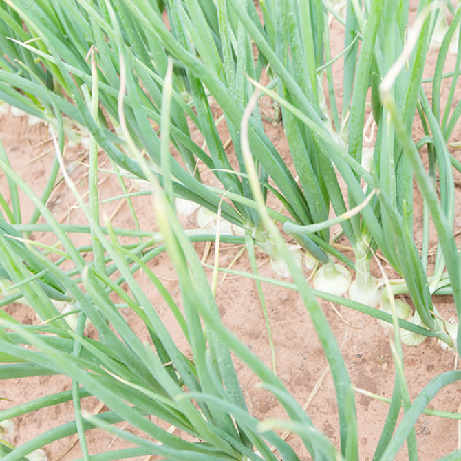 Continental Onions