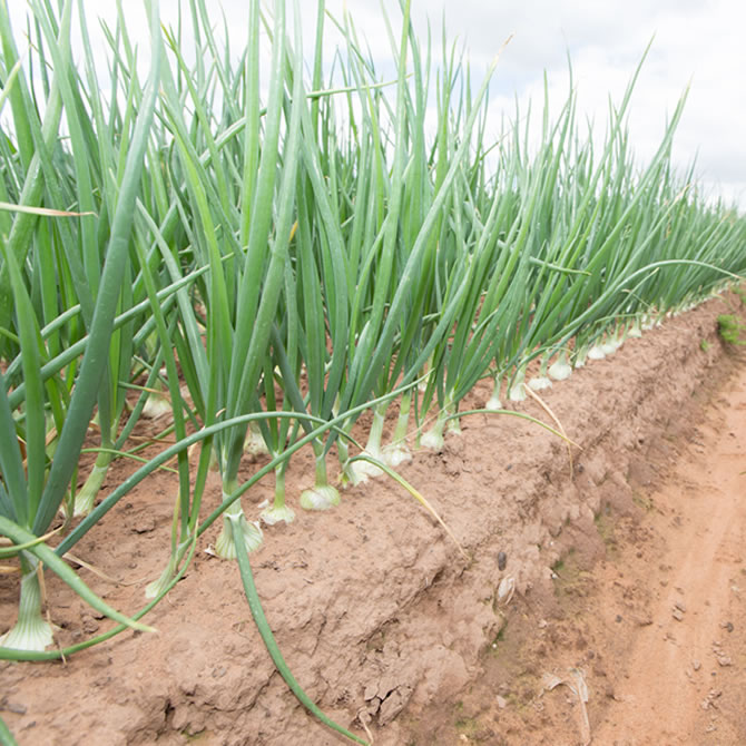 Continental Onions