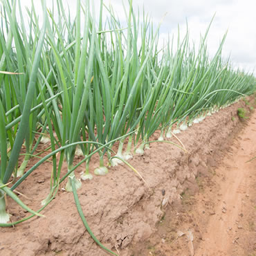 Onions
