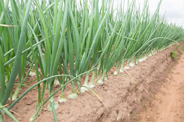 onions