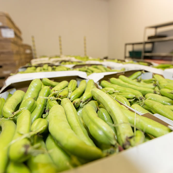Broad Beans