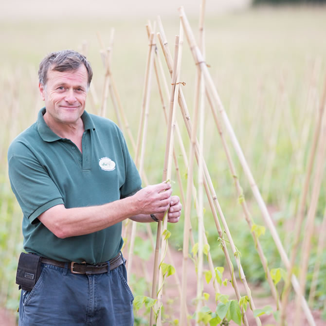 Runner Beans