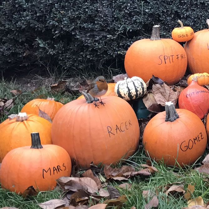 Pumpkins