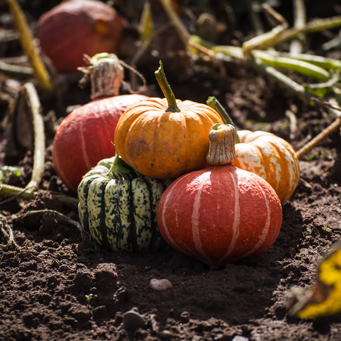 Mixed Squash