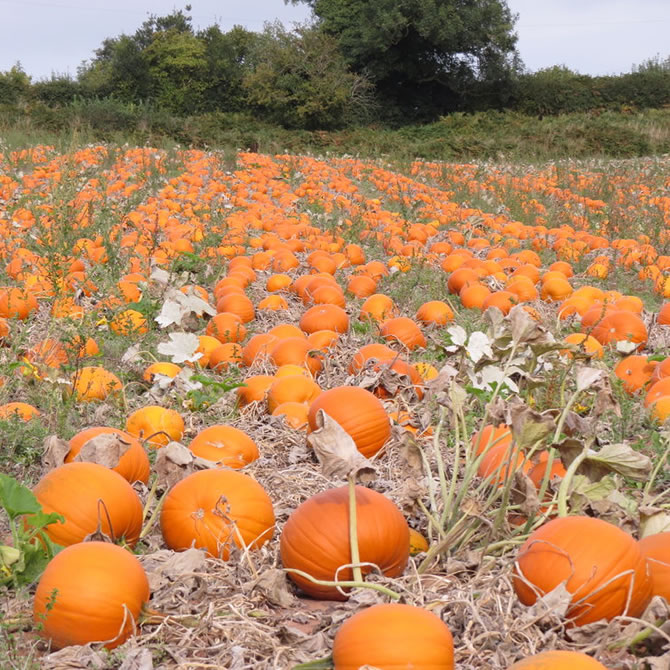 Pumpkins