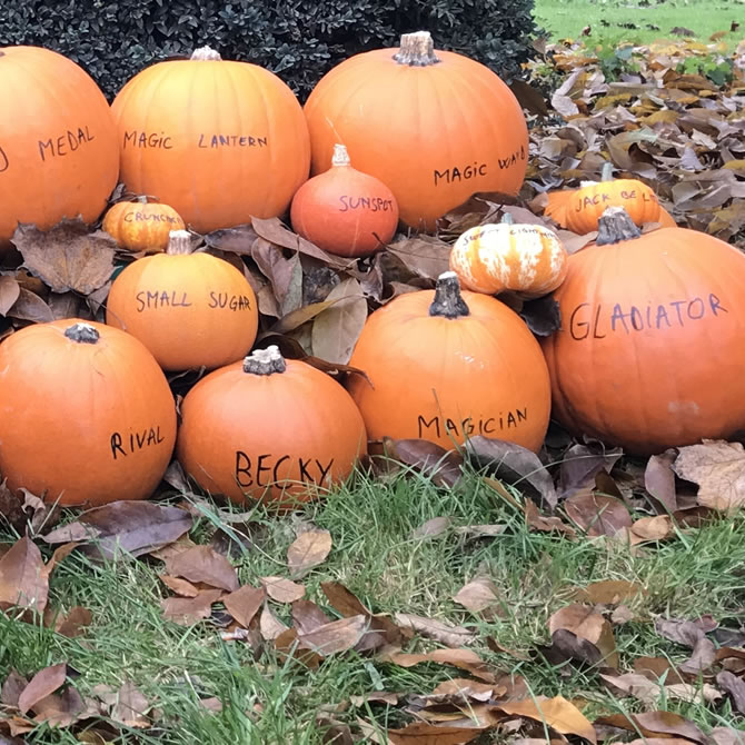 Pumpkins