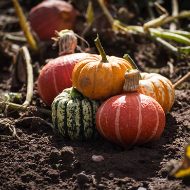 Courgettes, Pumpkins and Squash